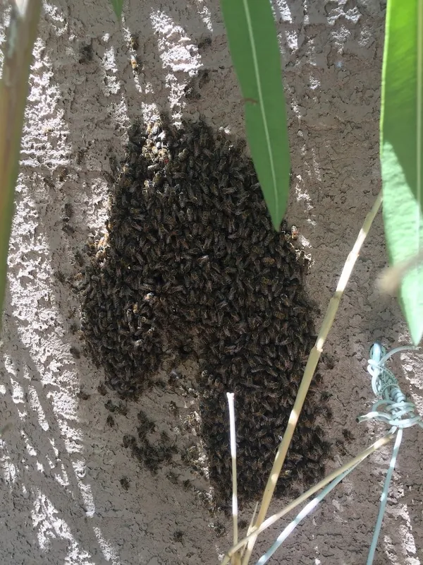 Essaim d'abeilles agglutiné sur un mur